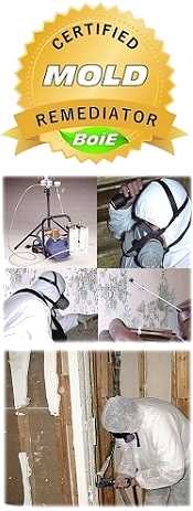 mold remediation course